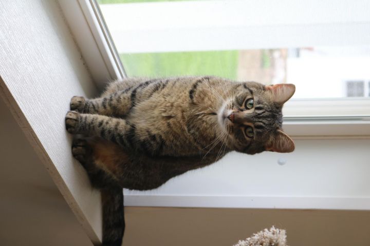 Teddy, an adoptable Tiger in Manchester, MI_image-2