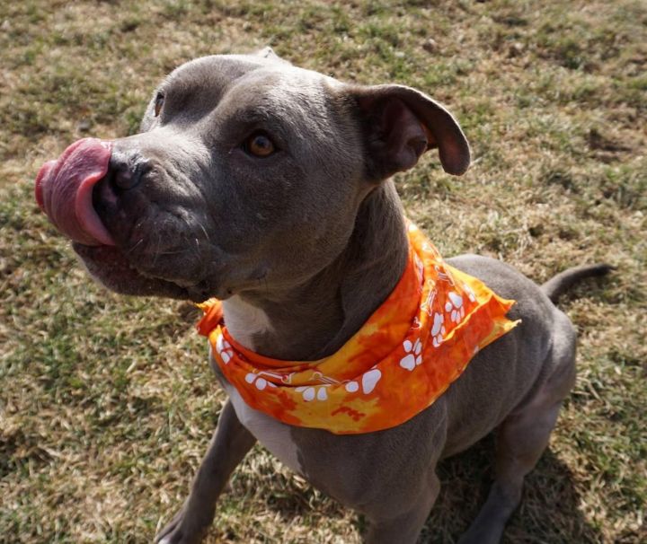 Arlo, an adopted American Staffordshire Terrier Mix in Macomb, MI_image-2