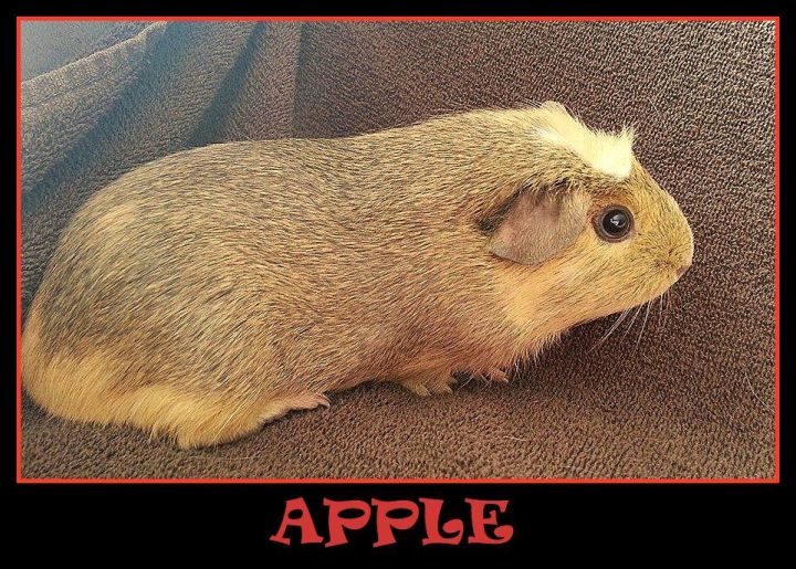 Apple, an adopted Guinea Pig in South Bend, IN_image-2