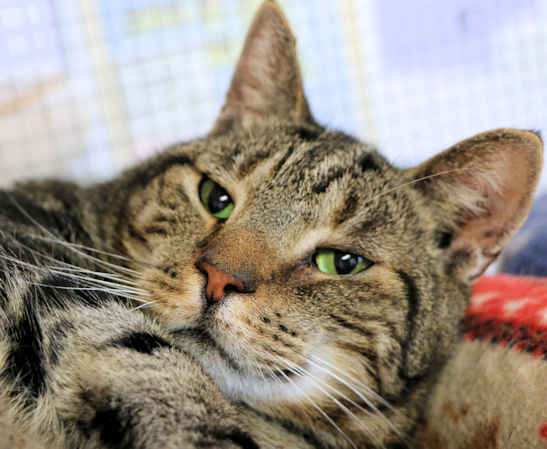 Chico, an adopted Tabby in Cincinnati, OH_image-1