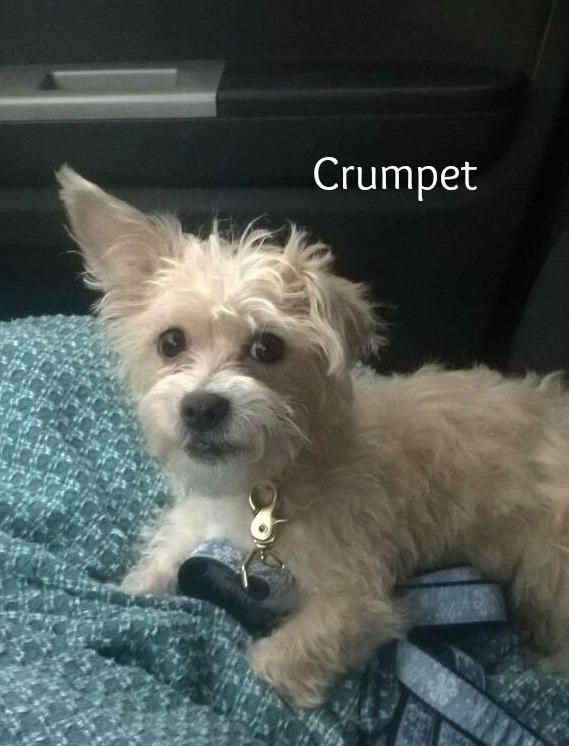 Crumpet Adopted detail page