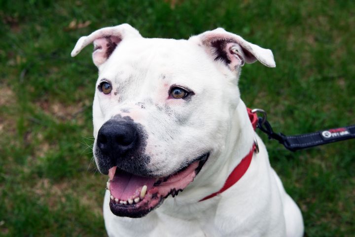 Blanco, an adopted Pit Bull Terrier in Somerset, NJ_image-2