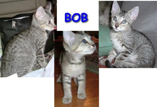 BOB 2