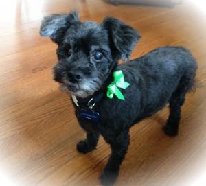 Holly-poodle~ADOPTED!
