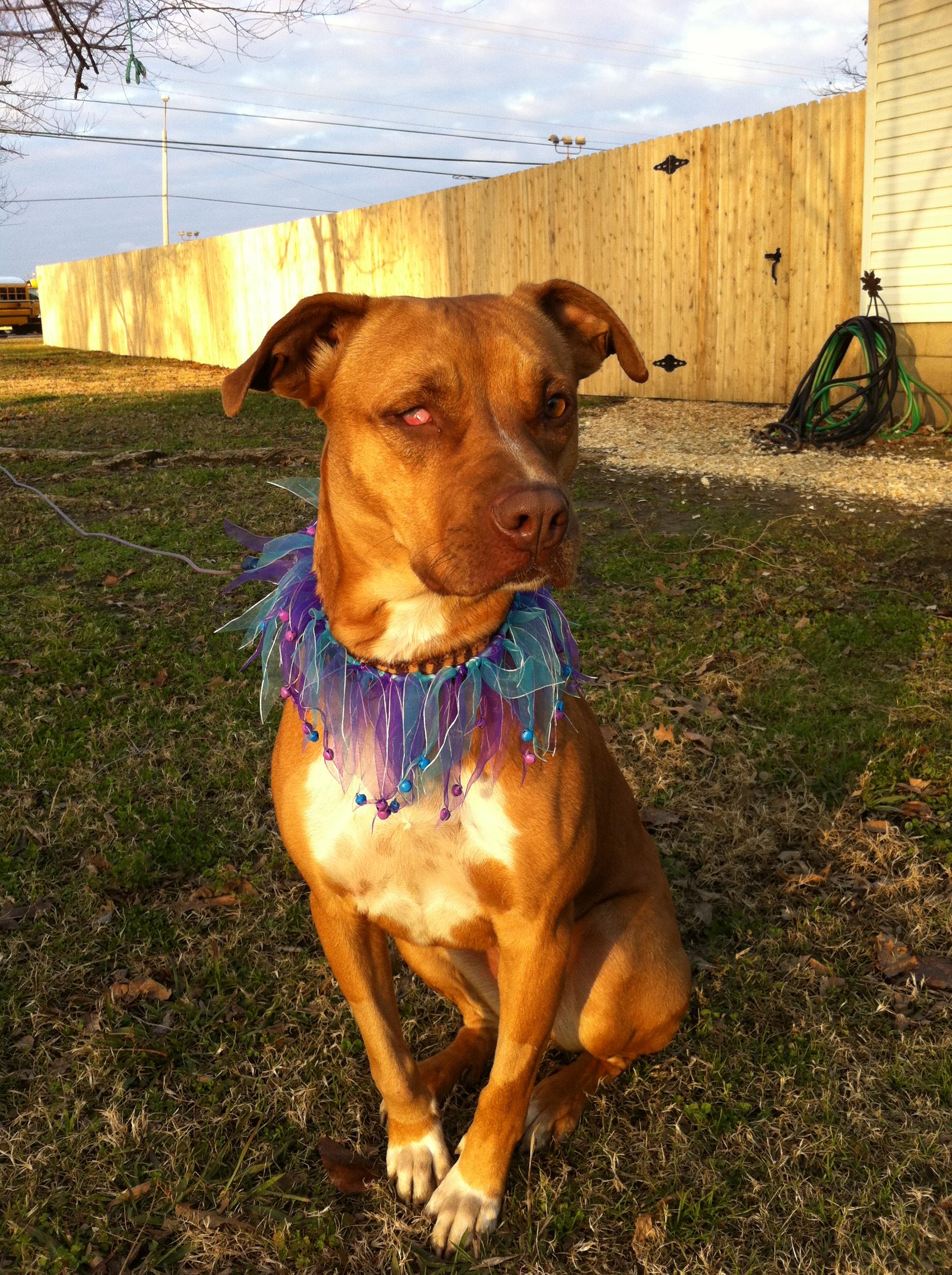 Cinnamon, an adoptable Hound in Tulsa, OK, 74152 | Photo Image 2