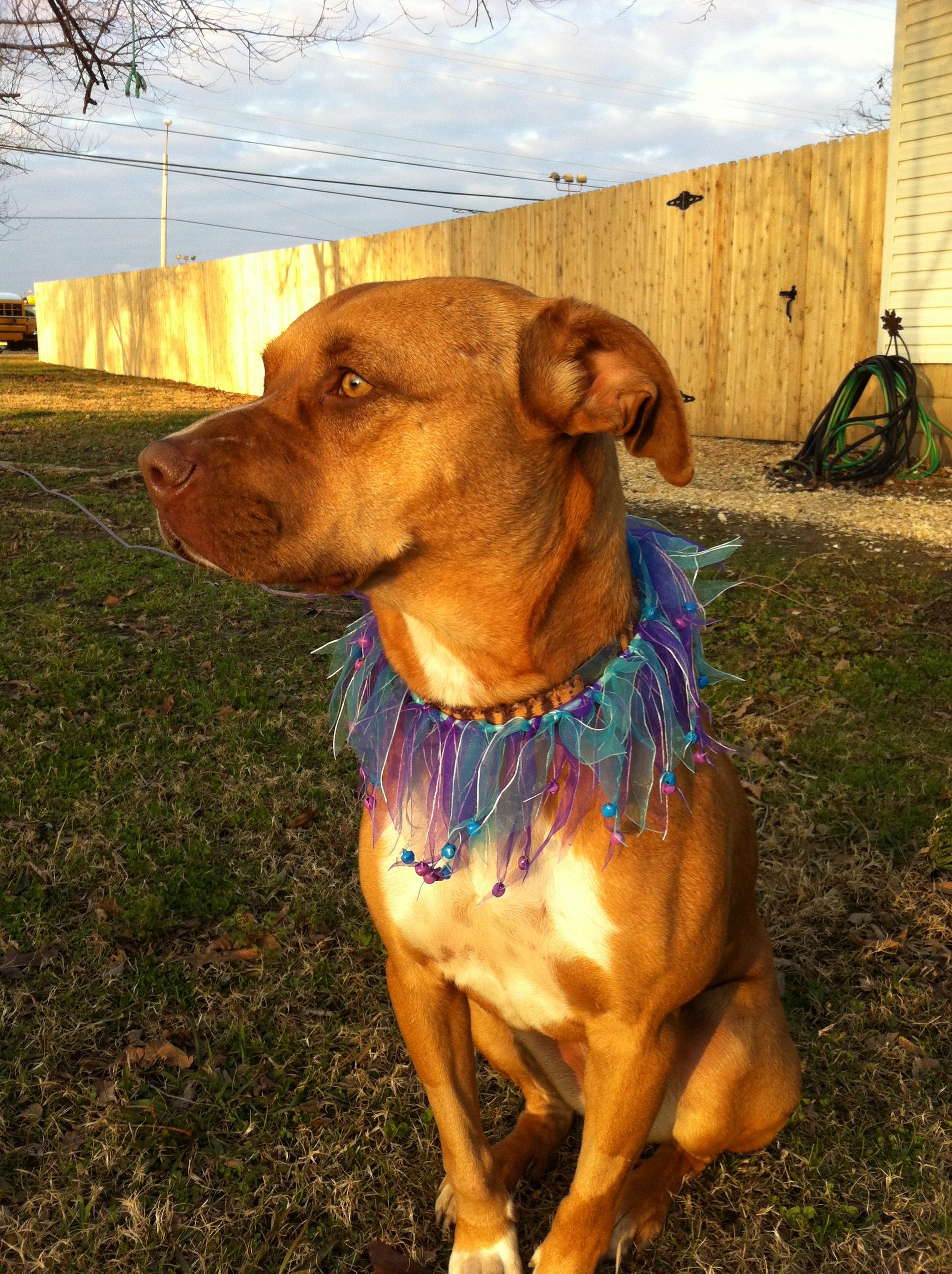 Cinnamon, an adoptable Hound in Tulsa, OK, 74152 | Photo Image 3