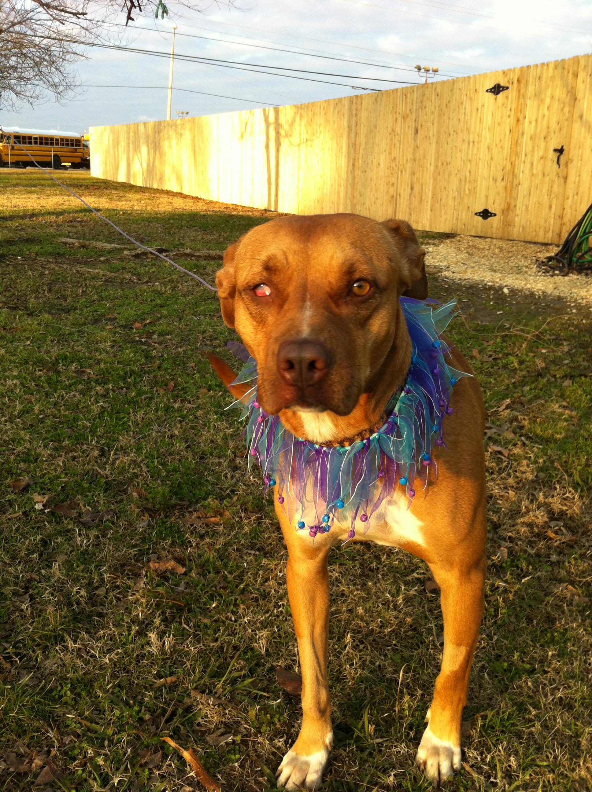 Cinnamon, an adoptable Hound in Tulsa, OK, 74152 | Photo Image 4