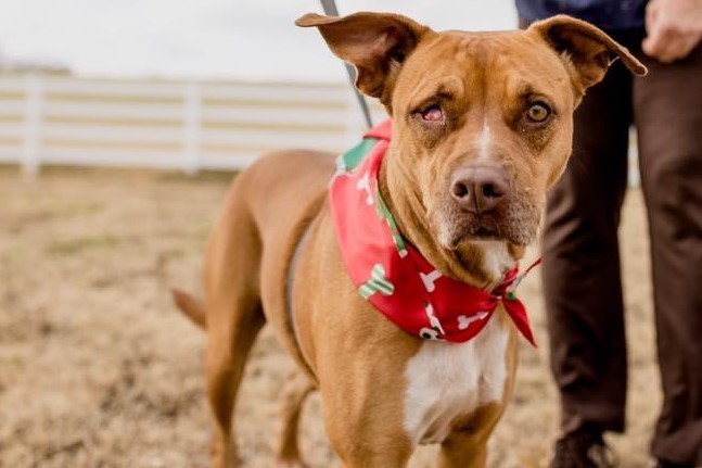 Cinnamon, an adoptable Hound in Tulsa, OK, 74152 | Photo Image 1