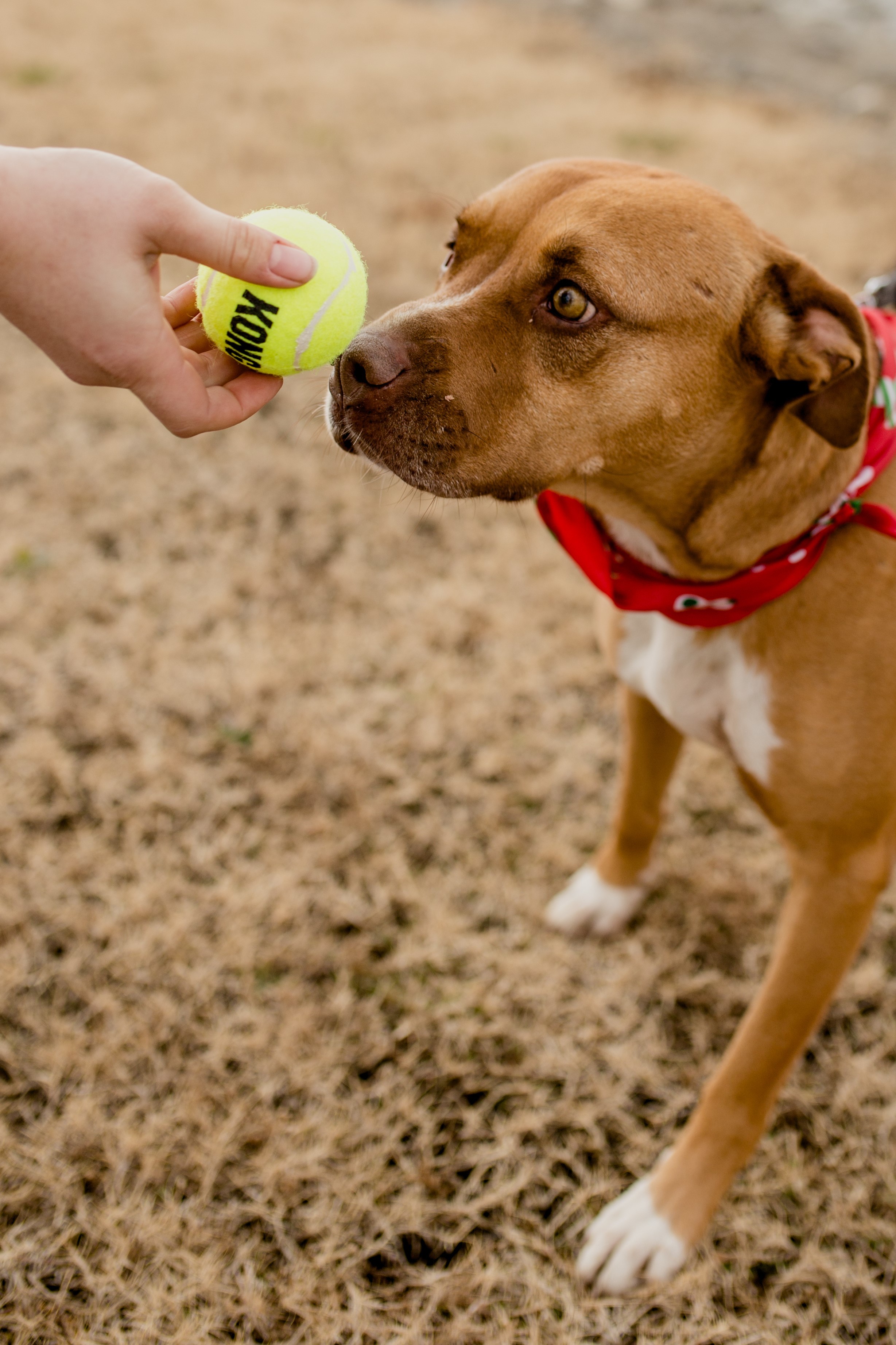 Cinnamon, an adoptable Hound in Tulsa, OK, 74152 | Photo Image 5