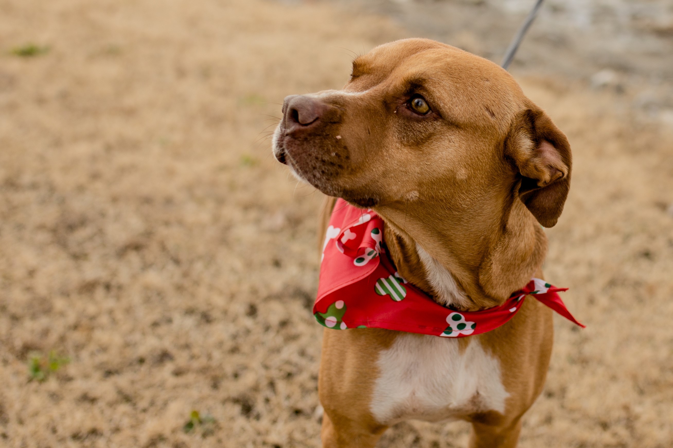 Cinnamon, an adoptable Hound in Tulsa, OK, 74152 | Photo Image 6