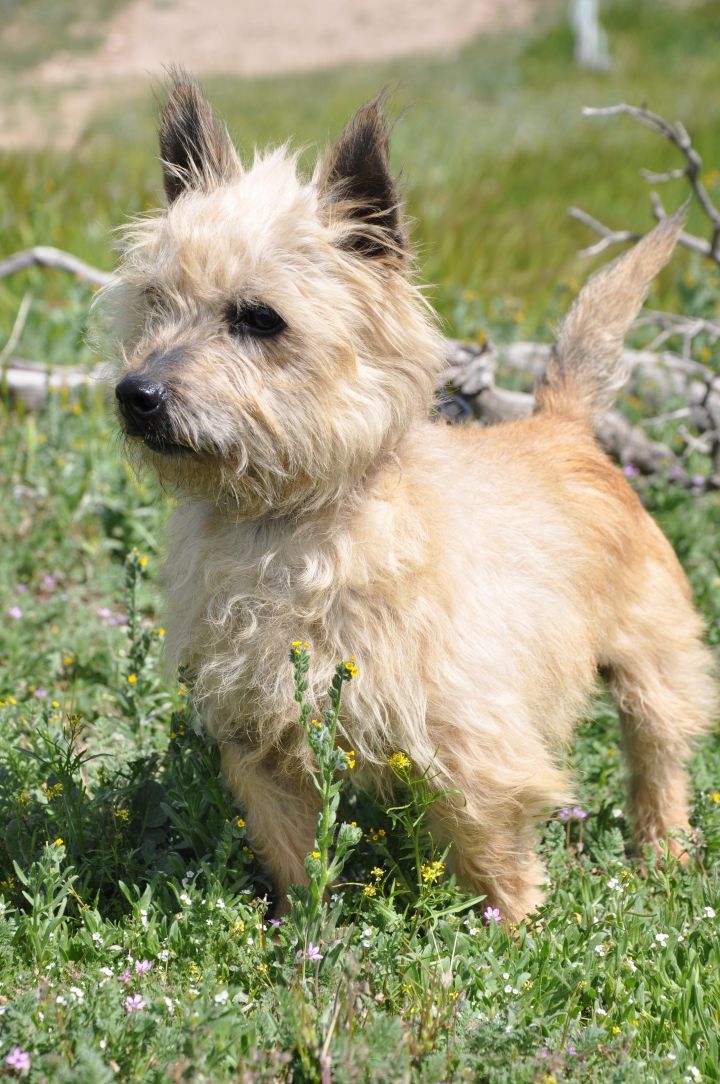 Bucky, an adopted Cairn Terrier in Agua Dulce, CA_image-3