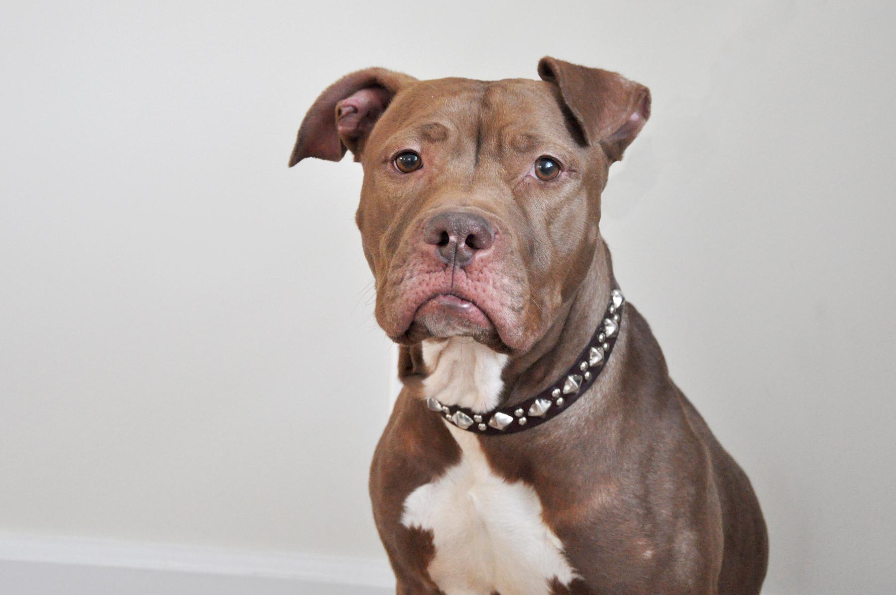 Samburu, an adoptable Terrier in Glen Cove, NY, 11542 | Photo Image 2