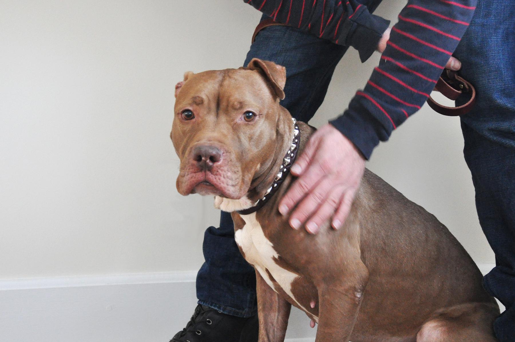 Samburu, an adoptable Terrier in Glen Cove, NY, 11542 | Photo Image 3