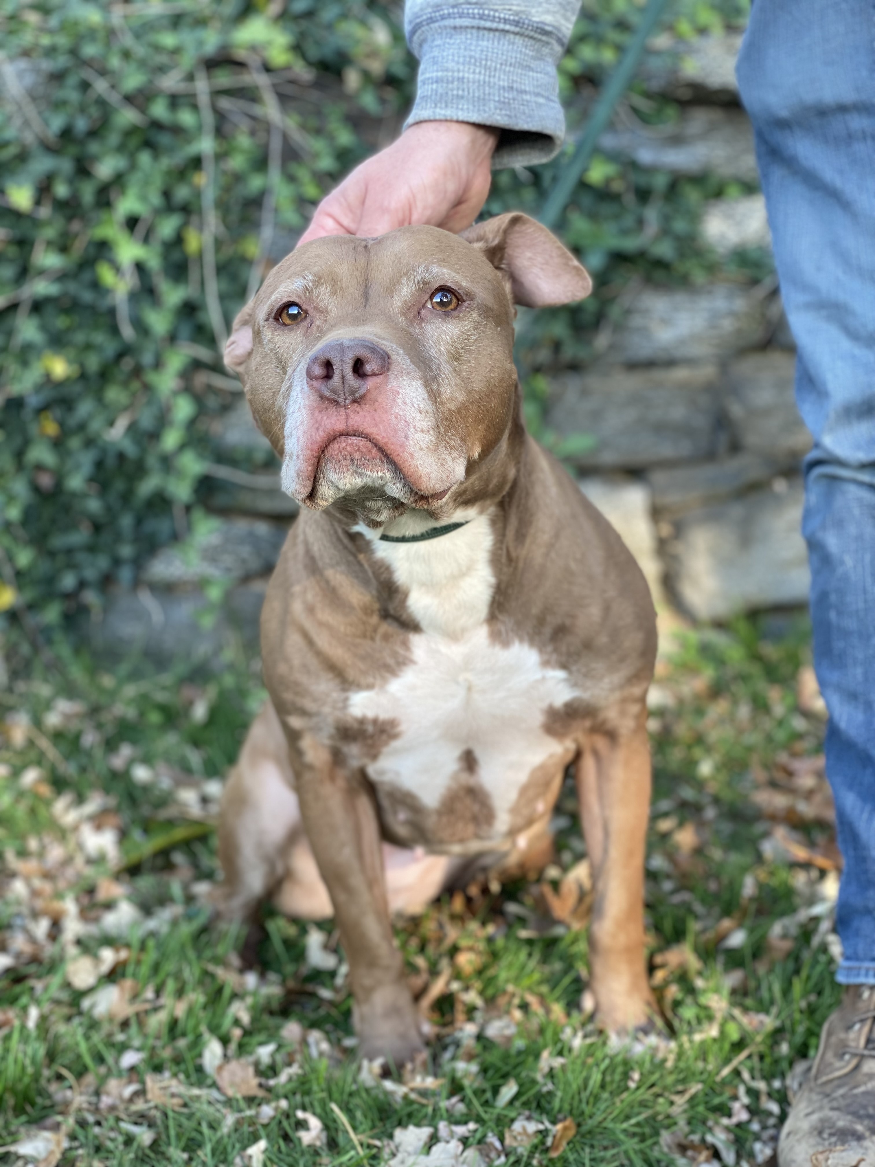 Samburu, an adoptable Terrier in Glen Cove, NY, 11542 | Photo Image 4