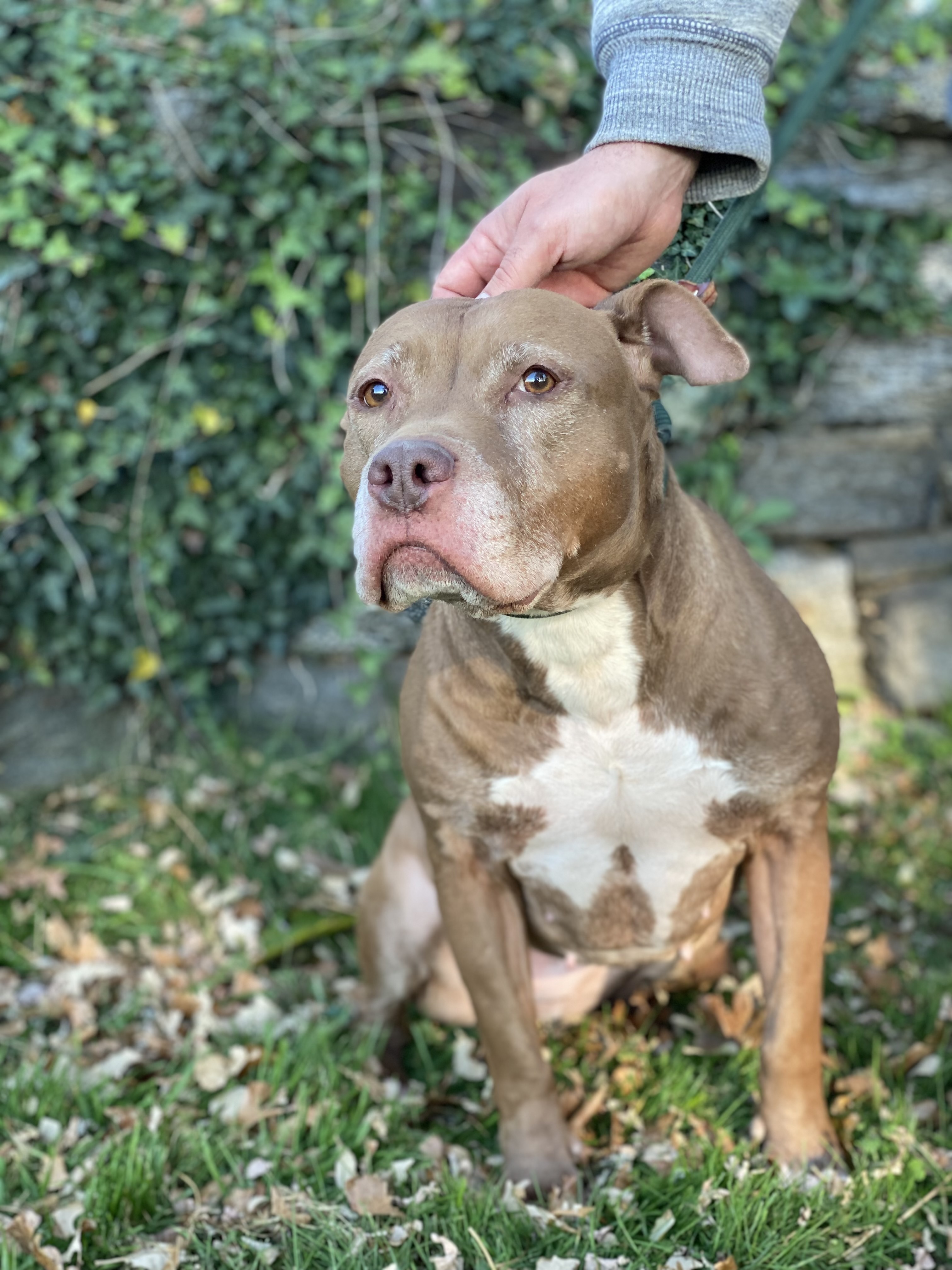 Samburu, an adoptable Terrier in Glen Cove, NY, 11542 | Photo Image 1