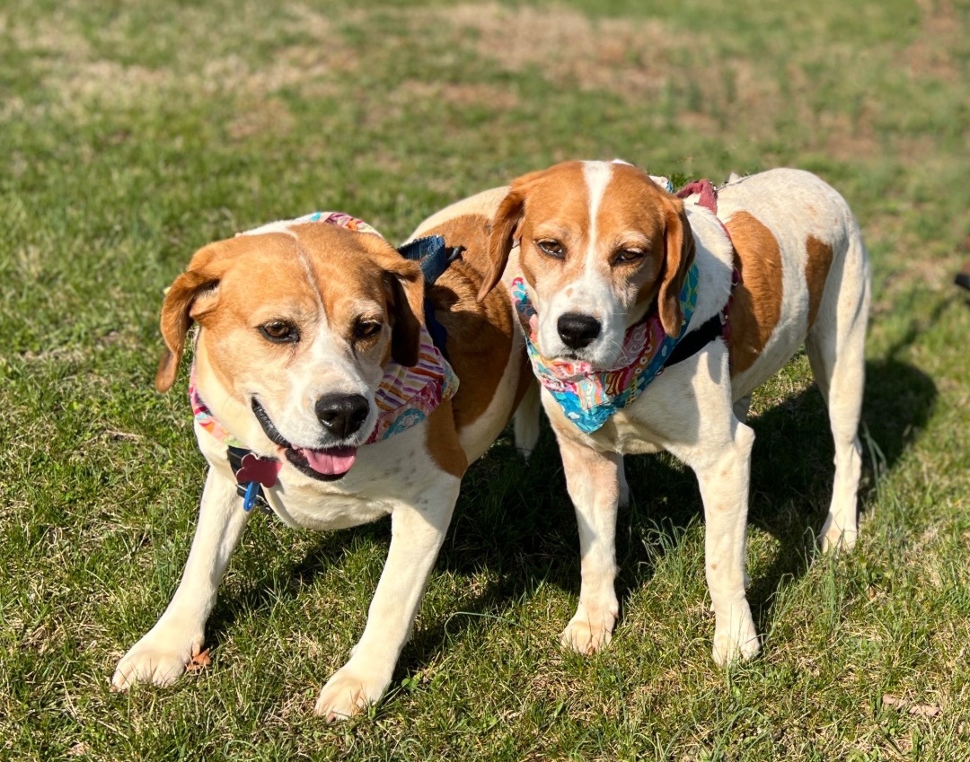 Juno, an adoptable Hound in Palmyra, VA, 22963 | Photo Image 2