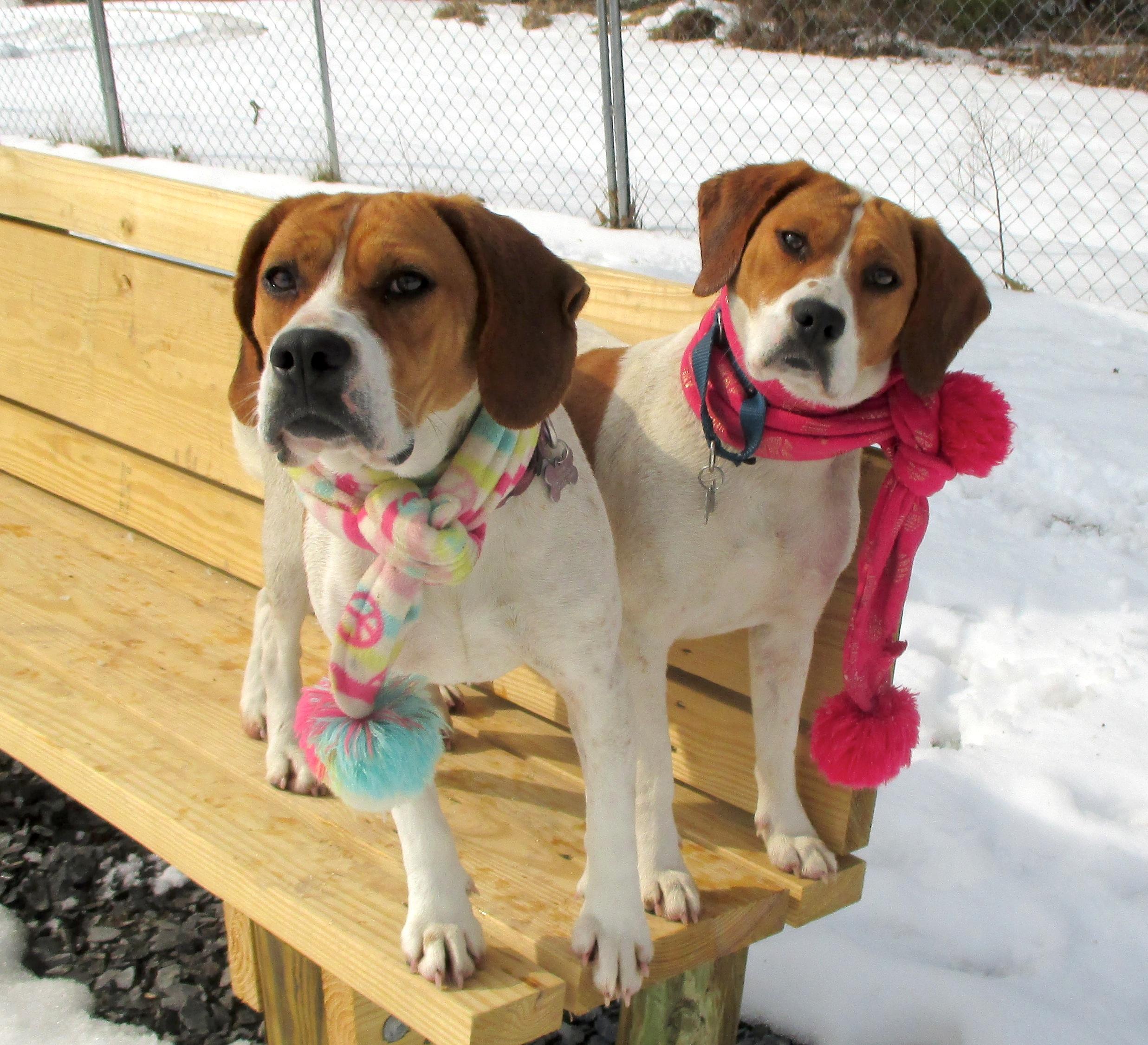 Juno, an adoptable Hound in Palmyra, VA, 22963 | Photo Image 3