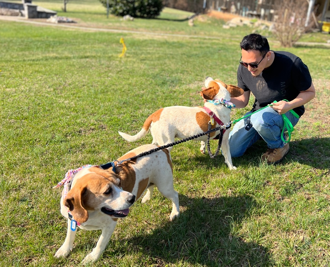 Juno, an adoptable Hound in Palmyra, VA, 22963 | Photo Image 4