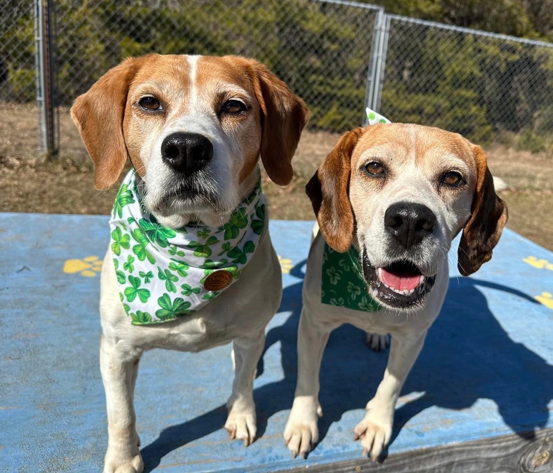 Juno, an adoptable Hound in Palmyra, VA, 22963 | Photo Image 5