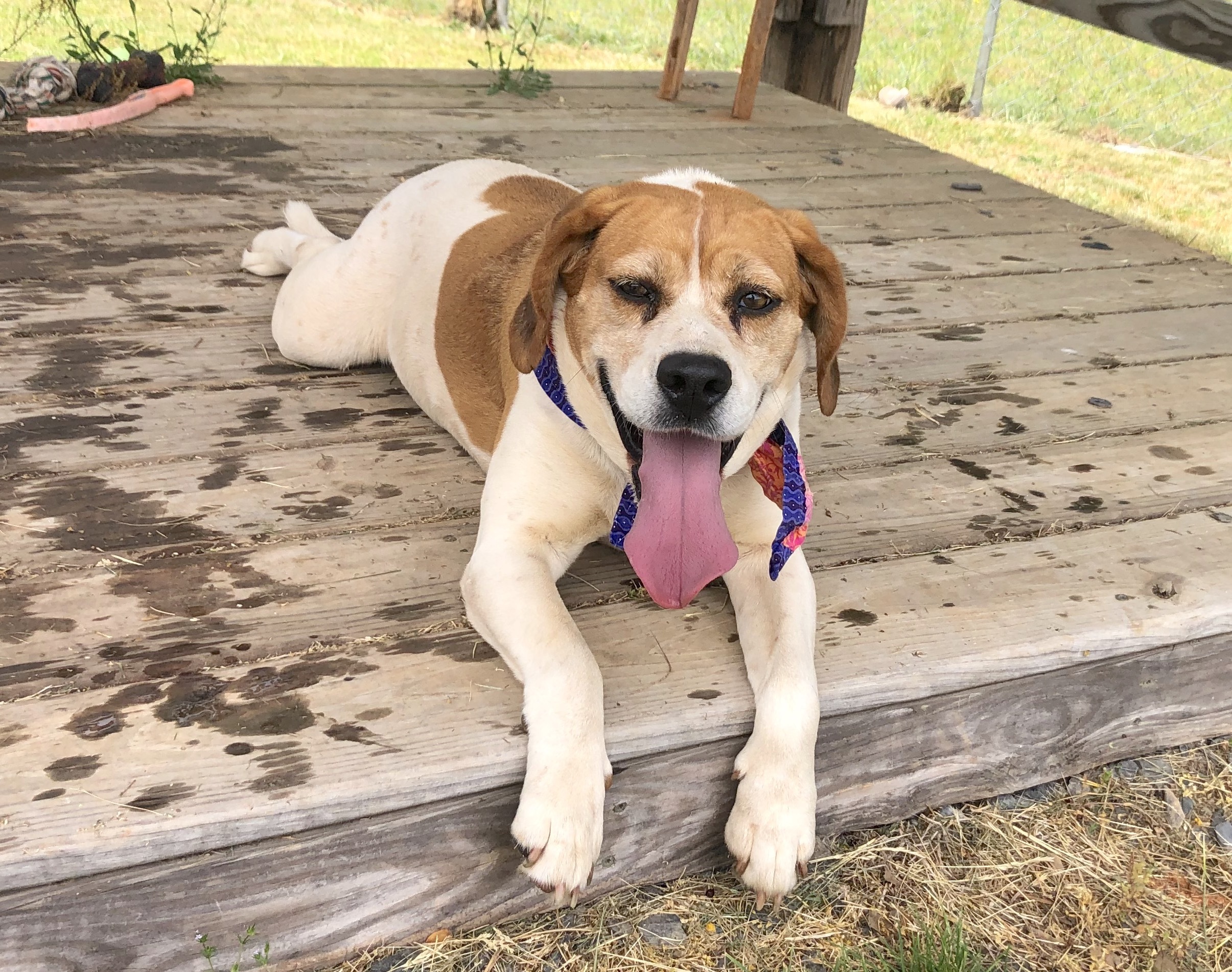 Juno, an adoptable Hound in Palmyra, VA, 22963 | Photo Image 6