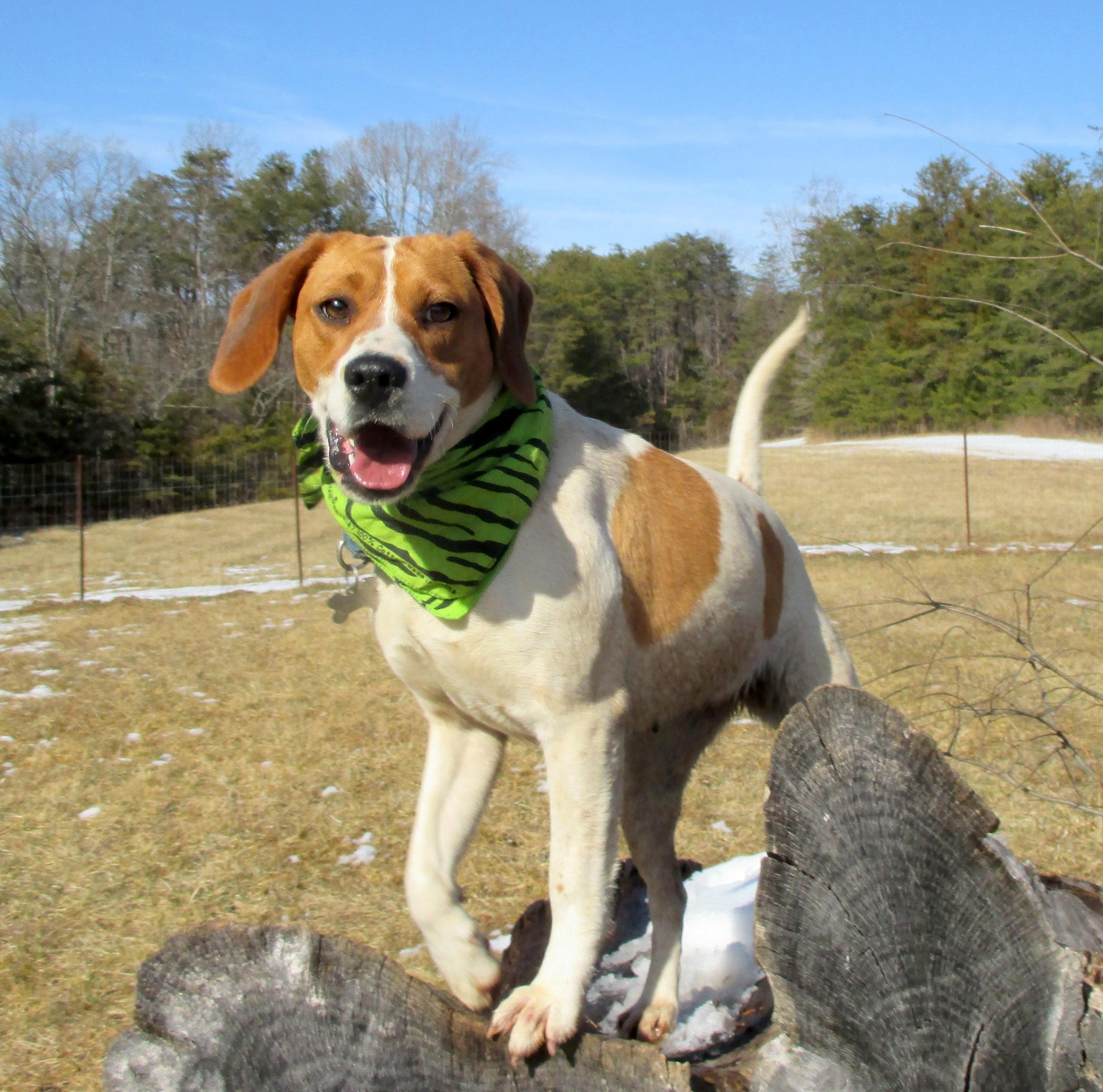 Janie, an adoptable Hound in Palmyra, VA, 22963 | Photo Image 2