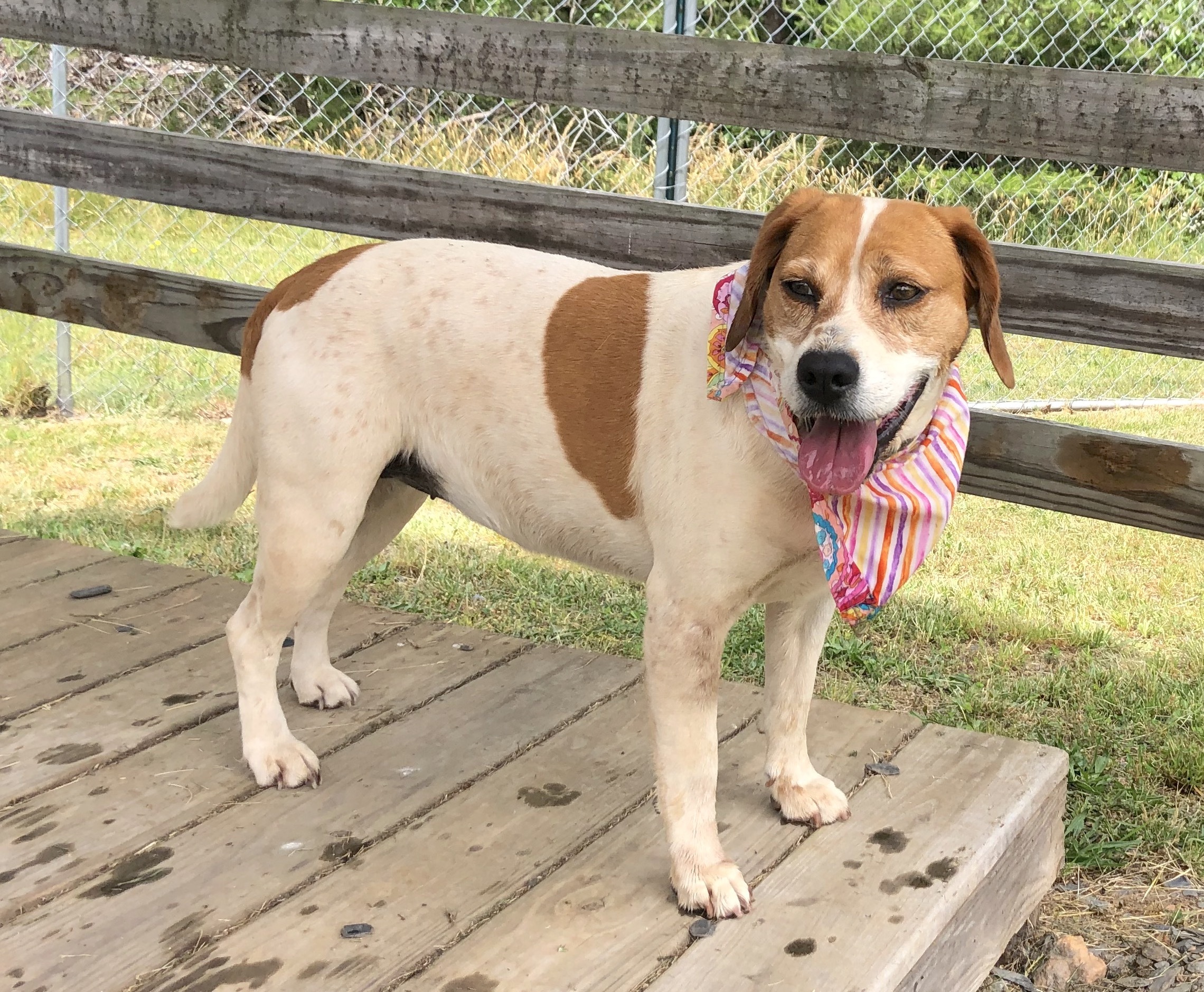 Janie, an adoptable Hound in Palmyra, VA, 22963 | Photo Image 6