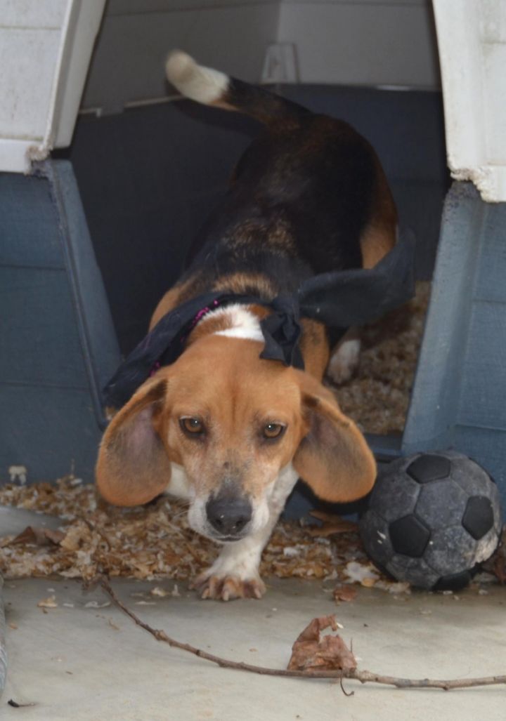 Veronica, an adopted Beagle in Yanceyville, NC_image-1
