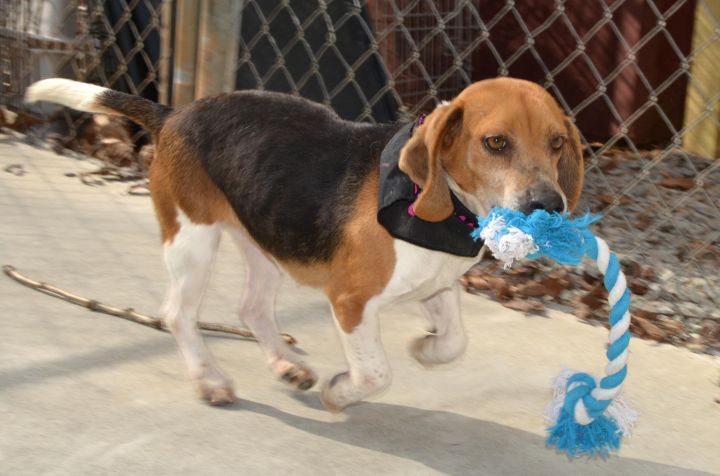Veronica, an adopted Beagle in Yanceyville, NC_image-2