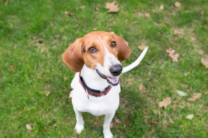 Sage, an adopted Treeing Walker Coonhound in Charlotte, NC_image-1