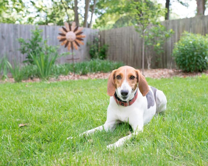 Sage, an adopted Treeing Walker Coonhound in Charlotte, NC_image-2