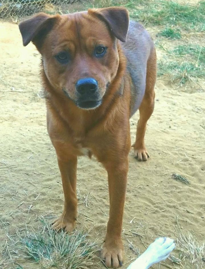 Dog For Adoption Jan 2 Small Labshepherd Mix A Shepherd