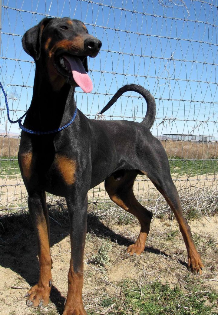 Unaltered doberman 2024