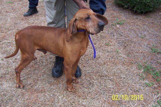 SHADOW-GA, an adopted Bloodhound Mix in Carrollton, GA_image-3