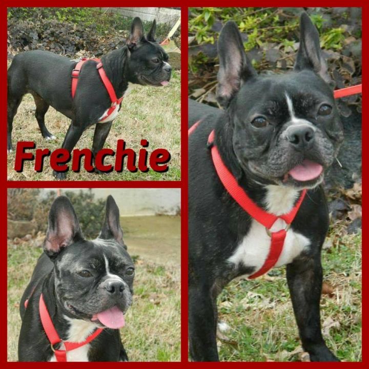 Frenchie 1