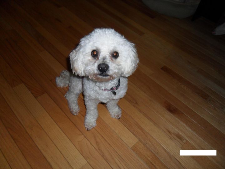 ADOPTED! Cuddles, an adopted Bichon Frise in Mount Laurel, NJ_image-2