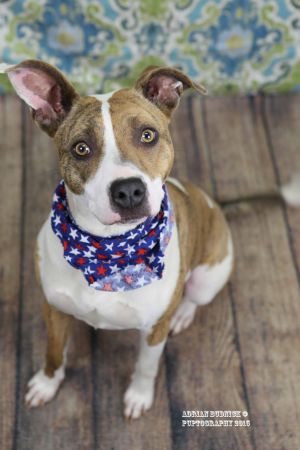 Pets For Adoption At Metro Animal Care And Control In Nashville Tn Petfinder