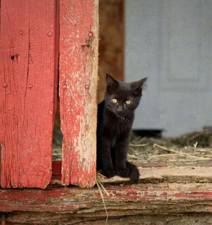 Barn Cats- variety, an adoptable Domestic Short Hair in Statesboro, GA_image-1