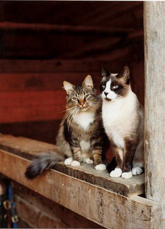 Barn Cats- variety, an adoptable Domestic Short Hair in Statesboro, GA_image-2