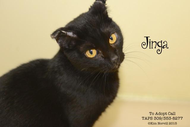 Jinga - In Foster, an adoptable Domestic Short Hair in Pekin, IL, 61554 | Photo Image 1