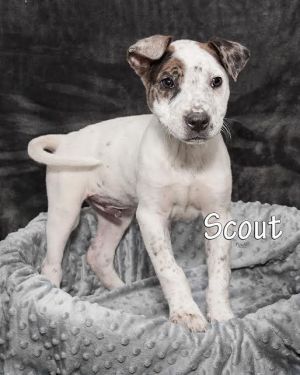 Scout (pup)