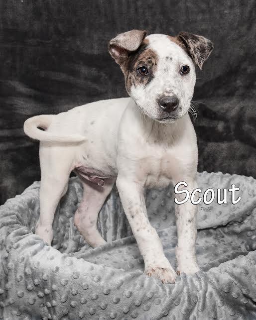 Scout (pup) 1