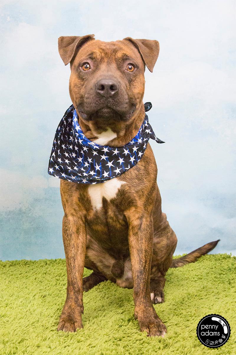 MANNERED, an adoptable Mixed Breed in Nashville, TN, 37211 | Photo Image 2