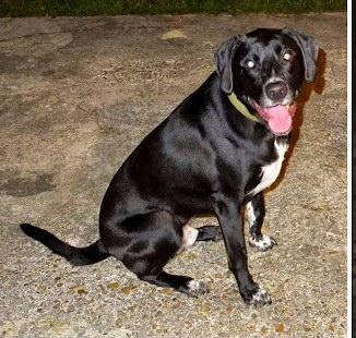 Brick, an adoptable Black Labrador Retriever in Covington, LA, 70433 | Photo Image 2