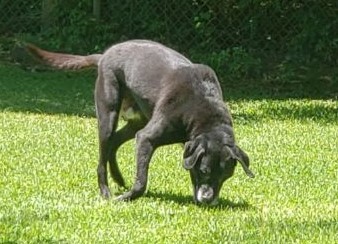 Brick, an adoptable Black Labrador Retriever in Covington, LA, 70433 | Photo Image 3