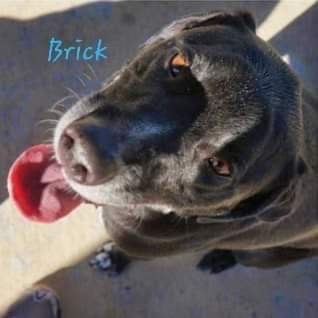 Brick, an adoptable Black Labrador Retriever in Covington, LA, 70433 | Photo Image 1