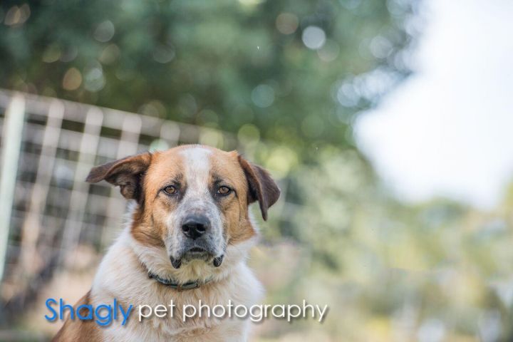 Sammy, an adoptable Australian Shepherd & Labrador Retriever Mix in McKinney, TX_image-2