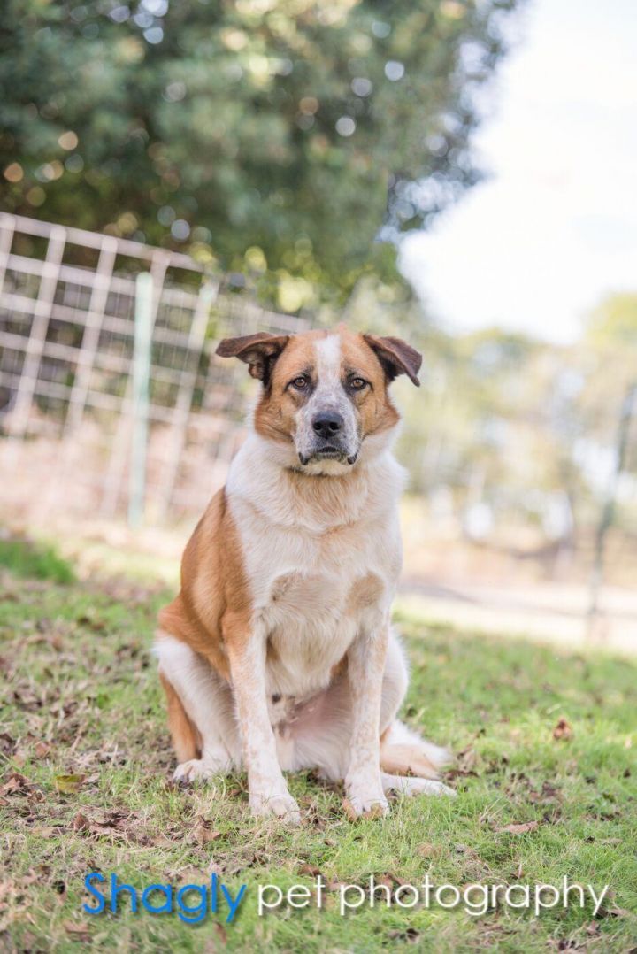 Sammy, an adoptable Australian Shepherd & Labrador Retriever Mix in McKinney, TX_image-3
