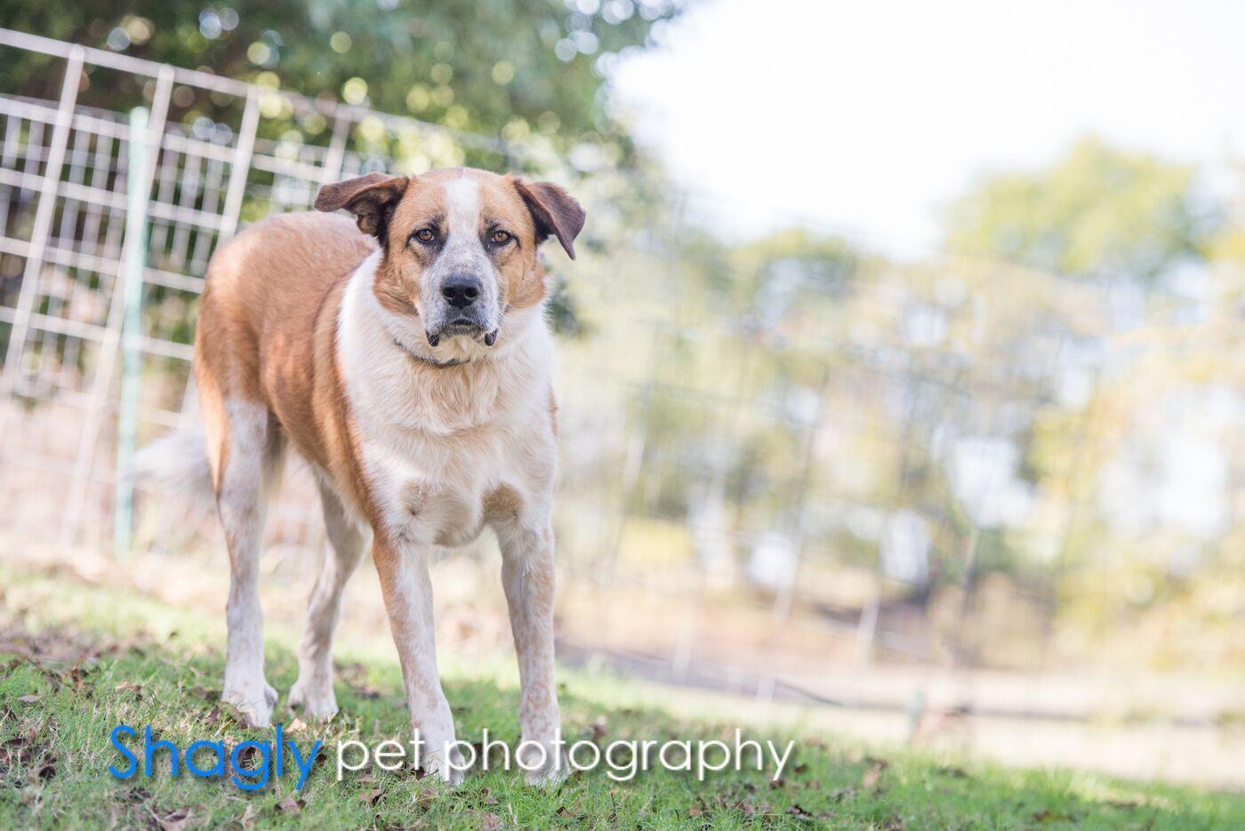 Sammy, an adoptable Australian Shepherd, Labrador Retriever in McKinney, TX, 75025 | Photo Image 1