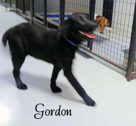 Gordon 3