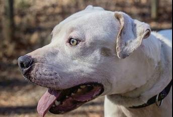 CASPER- Needs a forever home!, an adoptable American Bulldog in Birmingham, MI, 48012 | Photo Image 2